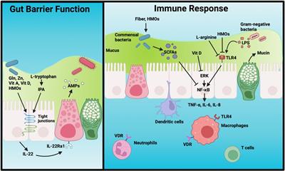 The role of human milk nutrients in preventing necrotizing enterocolitis